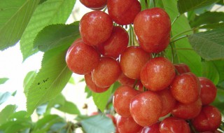 樱桃插扦繁殖方法 樱桃插扦繁殖方法图解