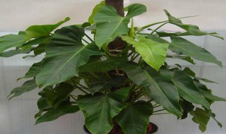 绿宝石花的繁殖方法(绿宝石花的繁殖方法视频)