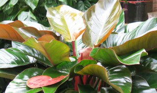 红钻的繁殖方法如下 红钻的繁殖方法如下图片