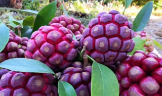 黑老虎繁殖方法 黑老虎繁殖方法图解