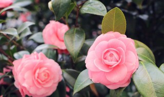 在北方如何养茶花才能养得好（在北方如何养茶花才能养得好些）