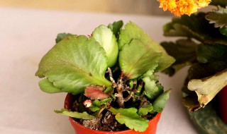 长寿花如何进行修剪避免腐烂（长寿花怎样修剪）
