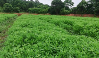 藜蒿的禁忌（藜蒿禁忌和副作用）