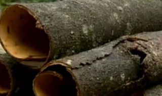 厚朴的使用禁忌（厚朴的使用禁忌有哪些）