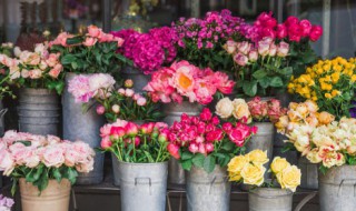 猫眼花的养殖方法和注意事项 猫眼花怎么养殖方法