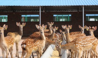 梅花鹿可以养殖吗（养鹿10头,得投资多少钱）