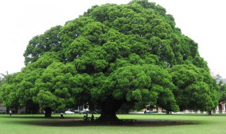 榕树冬天在室外会冻死吗 榕树冬天能在室外过冬吗