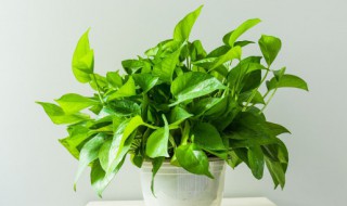 绿萝根部发黑腐烂土还能要吗 绿萝根部发黑腐烂怎么办?只需三步就能帮你快速救活