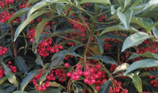 富贵子的繁殖方法（富贵子的繁殖方法图）