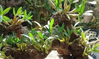 海南香兰树盆景怎么养 海南香兰树盆景怎么养好