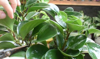 豆瓣绿怎么养才能更旺盛（豆瓣绿怎么修剪才能爆盆）