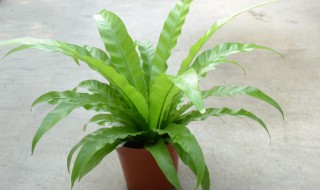 鸟巢蕨可以水培吗（鸟巢蕨可以水培吗怎么养）