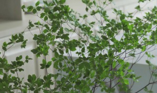 日本吊钟可以养出根吗 日本吊钟可以让它生根吗