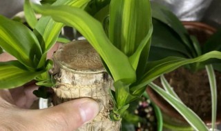 巴西木臭了还能养活吗（巴西木臭了还能养活吗图片）