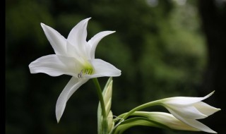 百合花繁殖方法 百合花繁殖方法有哪些