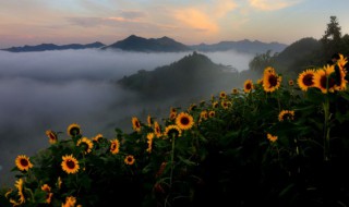 向日葵如何保存干花（向日葵如何保存干花不变色）