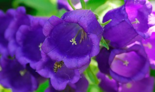 蓝风铃花保存方法 蓝风铃花保存方法图片