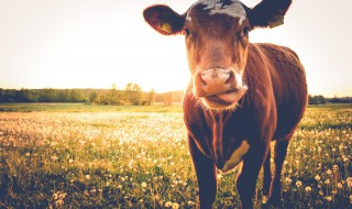 2022年属牛人每月运程 2022年属牛人每月运程祥安阁