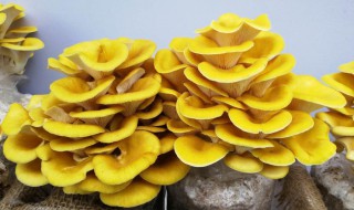 榆黄菇怎么吃 榆黄菇怎么吃不中毒