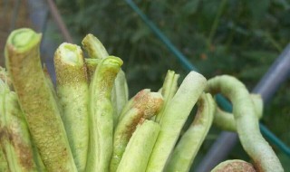 豆角烂根什么原因（豆角烂根烂茎怎么办）