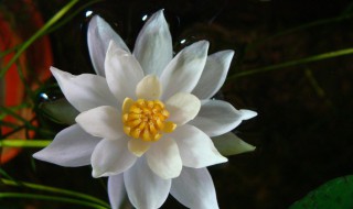 海尔芙拉的花期 海尔芙拉花期几天