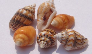 海螺需要煮几分钟 大海螺的做法 水煮几分钟