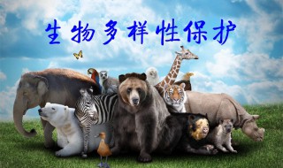 保护生物多样性的意义 人类保护生物多样性的意义