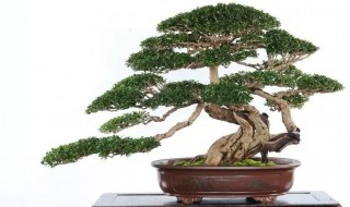 福建茶怎么养（福建茶花怎么养）