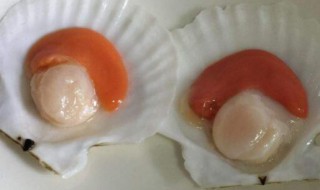 扇贝的内脏在哪里 扇贝的内脏在哪里?