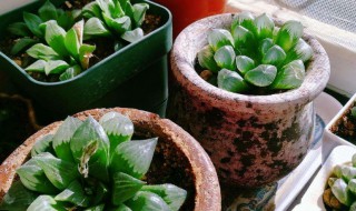 多肉如何种植方法 多肉种植教程
