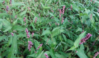 酸模叶蓼的功效及食用方法（酸模叶蓼用什么药可以除掉）