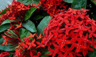 龙船花适合家里养吗 龙船花适合家里养吗