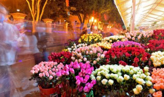 芍药种植方法及管理注意事项（芍药种植方法及管理注意事项图片）