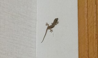 家里有壁虎怎么赶走（家里有壁虎怎么赶走 壁虎有毒吗会咬人吗）