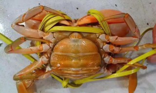 母螃蟹怎么吃 公螃蟹母螃蟹哪个好吃