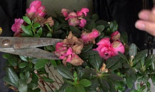 杜鹃花修剪后要怎么进行养护呢（杜鹃花修剪后要怎么进行养护呢）