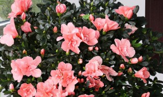 杜鹃花开败后如何修剪枝头满是芽 杜鹃花开败后如何修剪枝头满是芽子