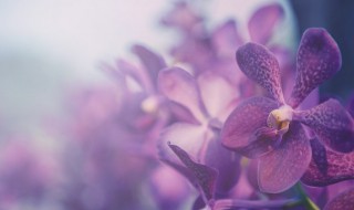 2021兰花属于国家保护植物吗 2021兰花属于国家保护植物吗知乎