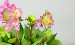 小丽花冬天要挖出来吗 小丽花冬天要挖出来吗为什么