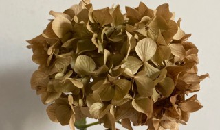 绣球怎么做干花不变色（绣球怎么做干花不变色视频）