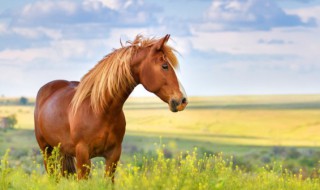 梦见骑马什么征兆(梦见骑马是怎么回事?)