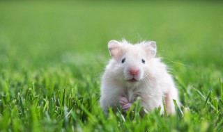 仓鼠讨厌主人的表现(仓鼠惊吓过度的症状)