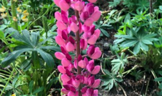 鲁冰花开完花怎么处理 鲁冰花花开后怎么处理