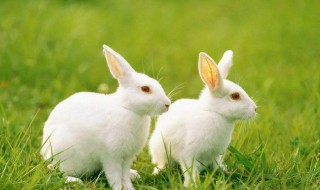 属兔的几月出生最好 属兔的几月出生最好命2023年