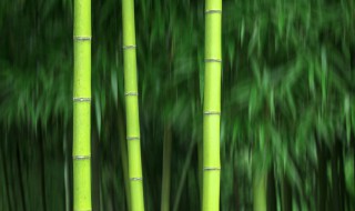 大熊猫吃的竹子是草吗?（大熊猫吃的竹子是草吗图片）