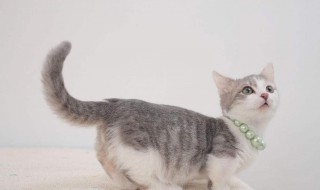 猫咪自己死了怎么办 猫自己死在自己门口好不好