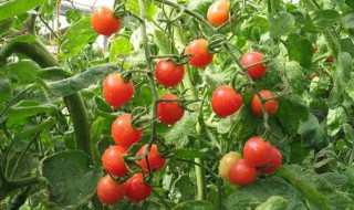 西红柿的栽植 西红柿的栽植后管理技术