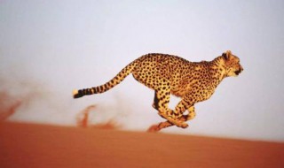 猎豹的速度最快吗 猎豹的速度是最快的吗