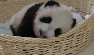 大熊猫爱吃的竹类有哪些（大熊猫爱吃的竹类有哪些图片）