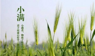 有关小满节气的谚语 有关小满节气的谚语有哪些